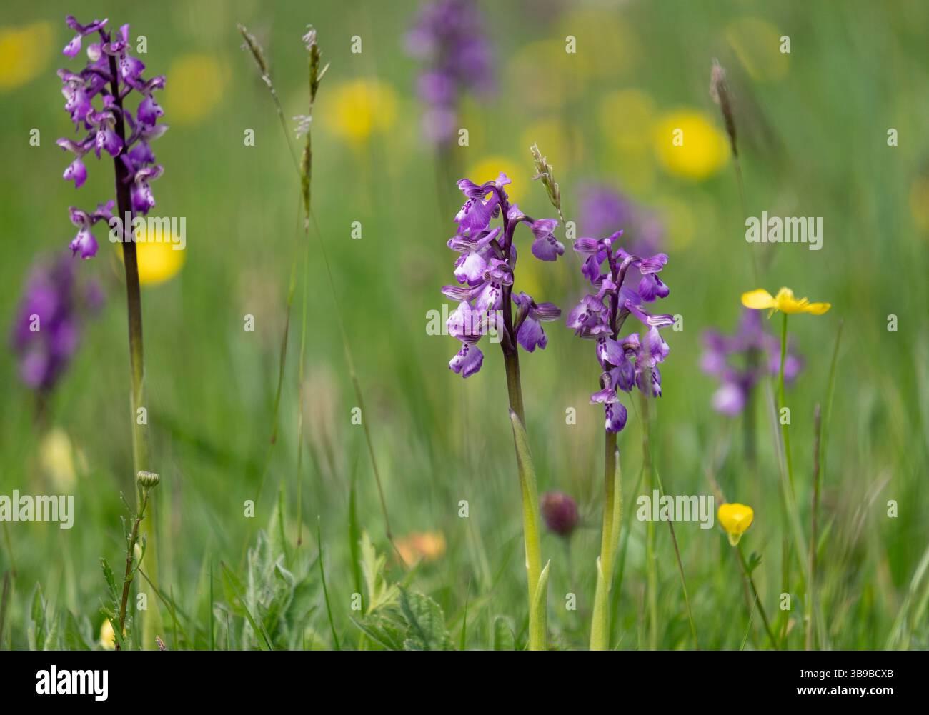 Tiny Green Winged in un campo di fiori di Dandelion gialli e Daisies bianche, Worcestershire, Inghilterra. Foto Stock