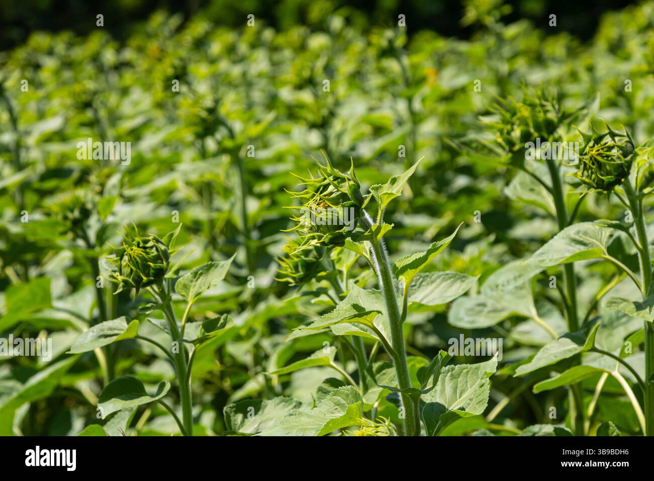 Rigogliose file di piante di girasole sono viste crescere alte e verdi sotto la luce del sole, completando il paesaggio rurale con la loro vibrante energia. Foto Stock