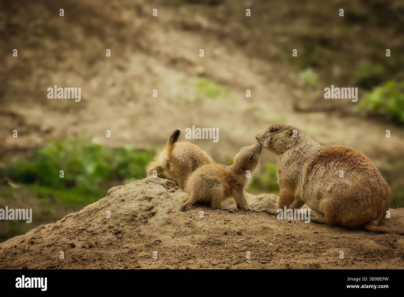 cane prateria a terra Foto Stock
