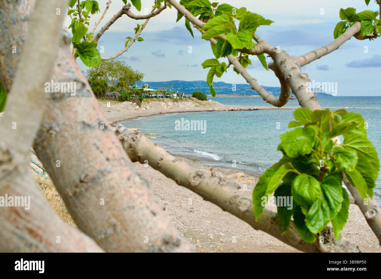 Tranquilla spiaggia con una spiaggia sabbiosa e acque blu incorniciate da alberi frondosi, evocando un'atmosfera estiva tranquilla e rinfrescante. Foto Stock