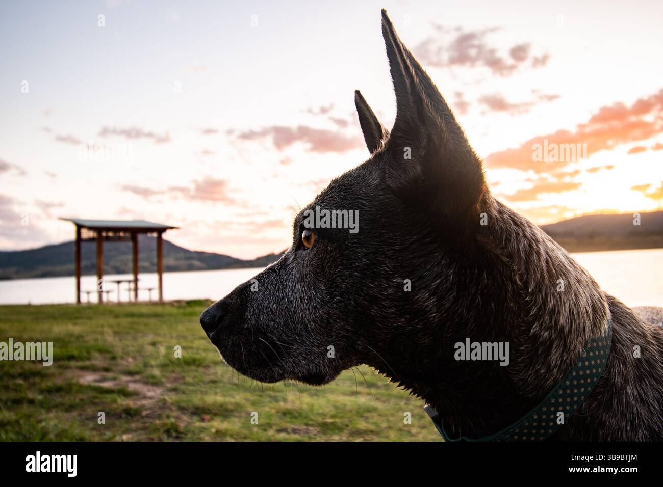 cane blue heeler Foto Stock