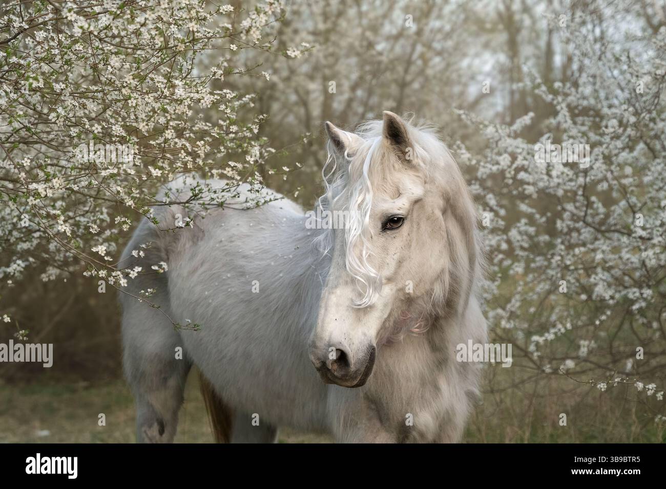 Tranquillo cavallo bianco grigio con criniera ondulata si erge con grazia tra rami in fiore ricoperti da delicati fiori bianchi. Catturati con luce naturale soffusa Foto Stock