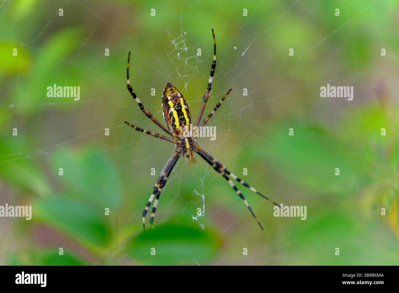 Il colorato ragno Argiope riposa in Web Among Green Foliage Foto Stock