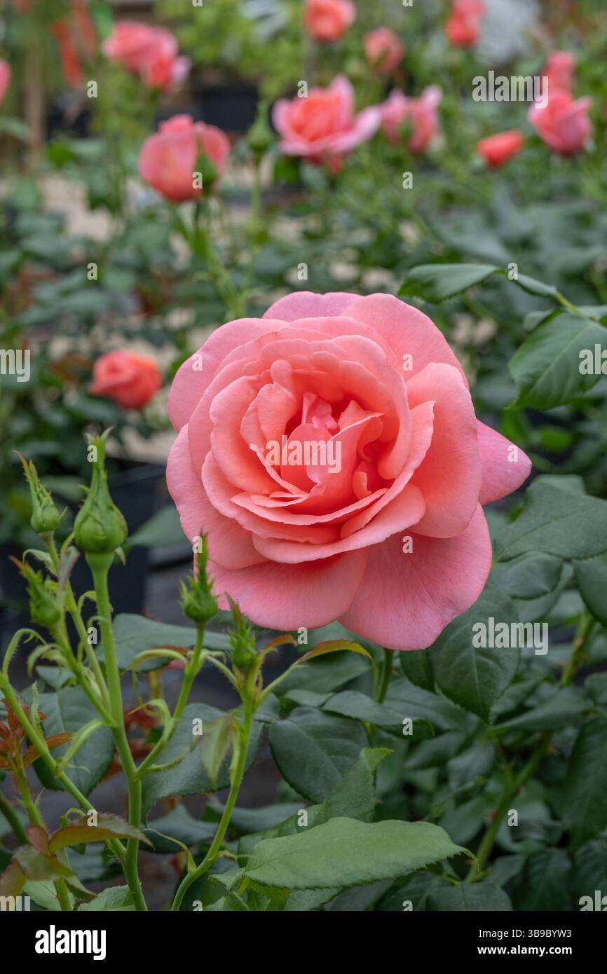 Hitchin, Inghilterra, 9 maggio 2025, Credit Jonathan ward/Alamy Live News, la RHS ha nominato una rosa, allevata da Harkness Roses, per sua altezza reale la Principessa di Galles, per celebrare l'incredibile potere curativo della natura e sensibilizzare sull'importante ruolo che trascorrere il tempo all'aperto gioca nel portarci gioia e sostenere il nostro benessere mentale, fisico e spirituale.i fondi della vendita della Rose di Catherine andranno alla Royal Marsden Cancer Charity, per aiutare il Royal Marsden NHS Foundation Trust a stabilire un programma di formazione unico per i team clinici di tutto il paese. Questo specialista pr Foto Stock