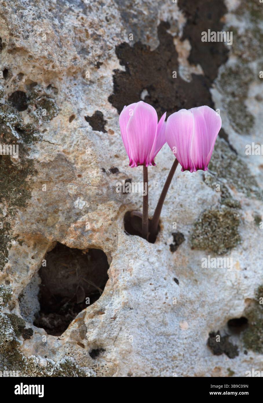 Due fiori rosa di ciclamino greco (Cyclamen graecum) che mostrano resilienza man mano che emergono da un piccolo buco in una roccia. Foto Stock