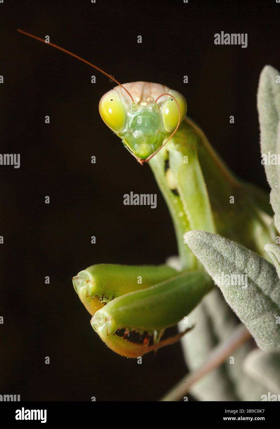 Mantide di preghiera europea, Mantis religiosa, vista da vicino come un ritratto con l'insetto che guarda lo spettatore Foto Stock