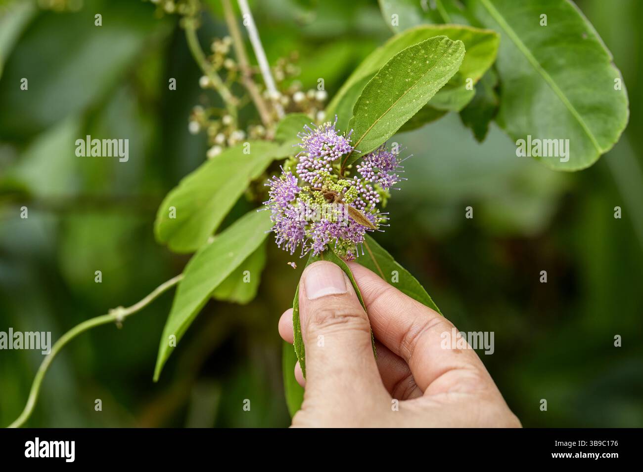 Primo piano della mano che tiene il fiore viola sul ramo Foto Stock