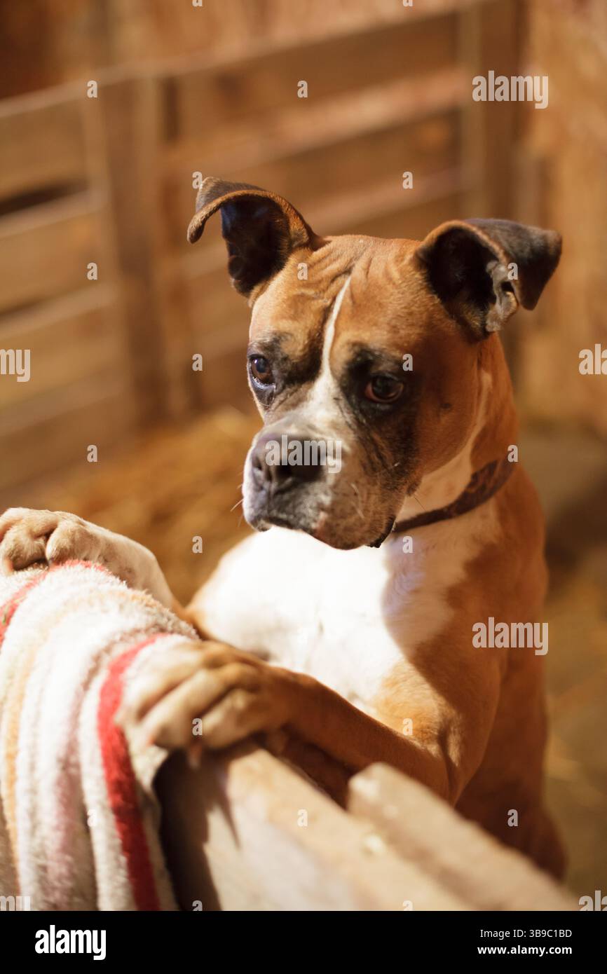 Cane da pugile in piedi al cancello di legno in un ambiente rustico caldo Foto Stock