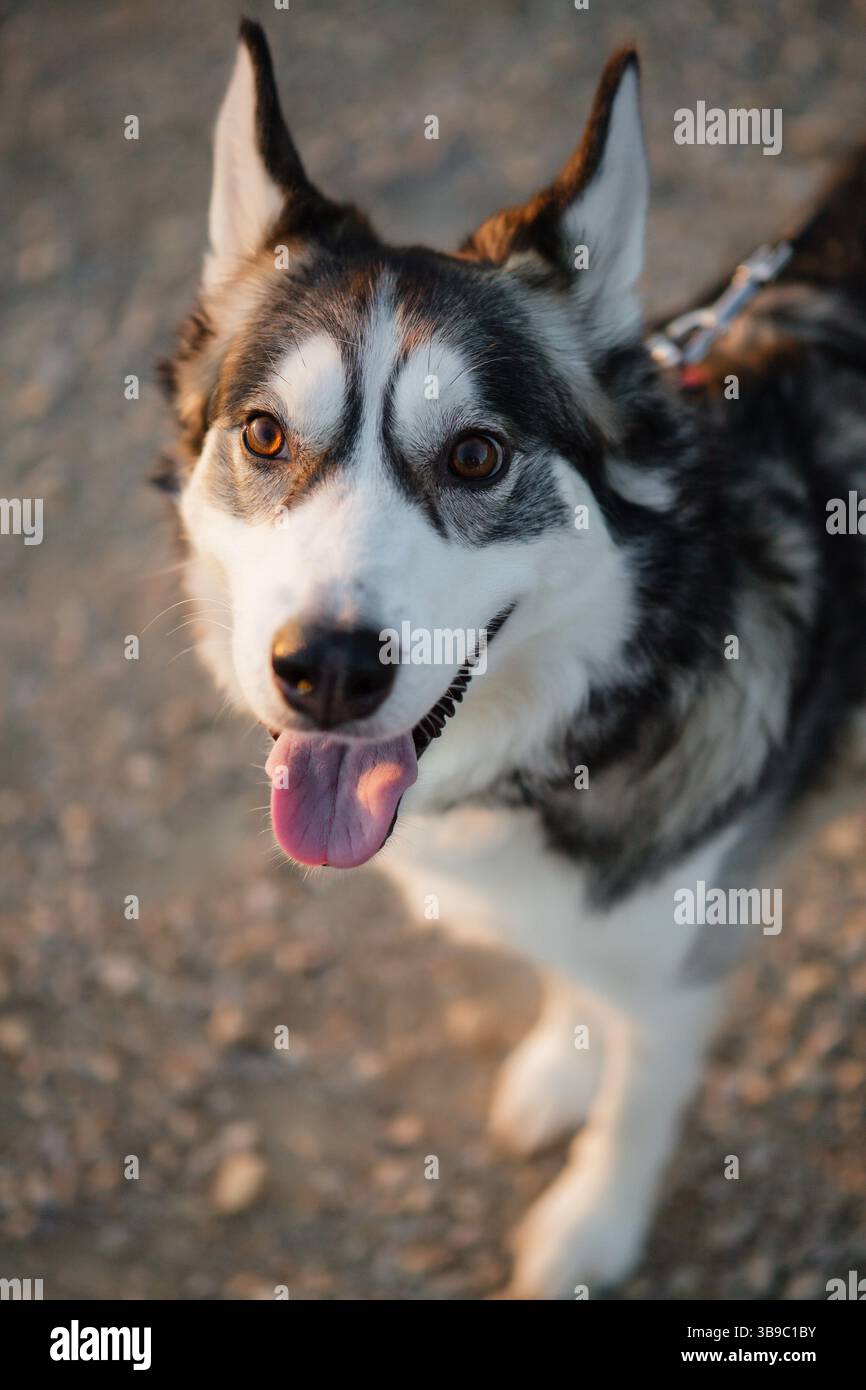Primo piano di husky bianchi e neri felici all'aperto Foto Stock