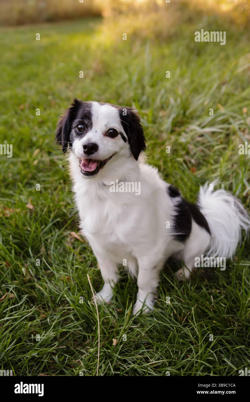 Felice cane bianco e nero seduto su un prato verde erboso Foto Stock