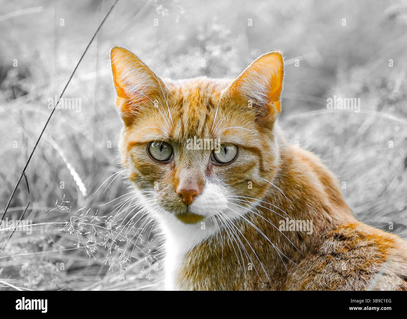 Ritratto di un gatto tabby rosso nell'erba. Primo piano di animali. Foto Stock