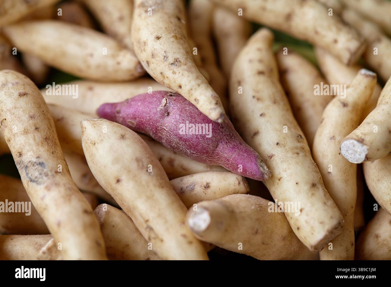 Primo piano di patate dolci viola e bianche Foto Stock