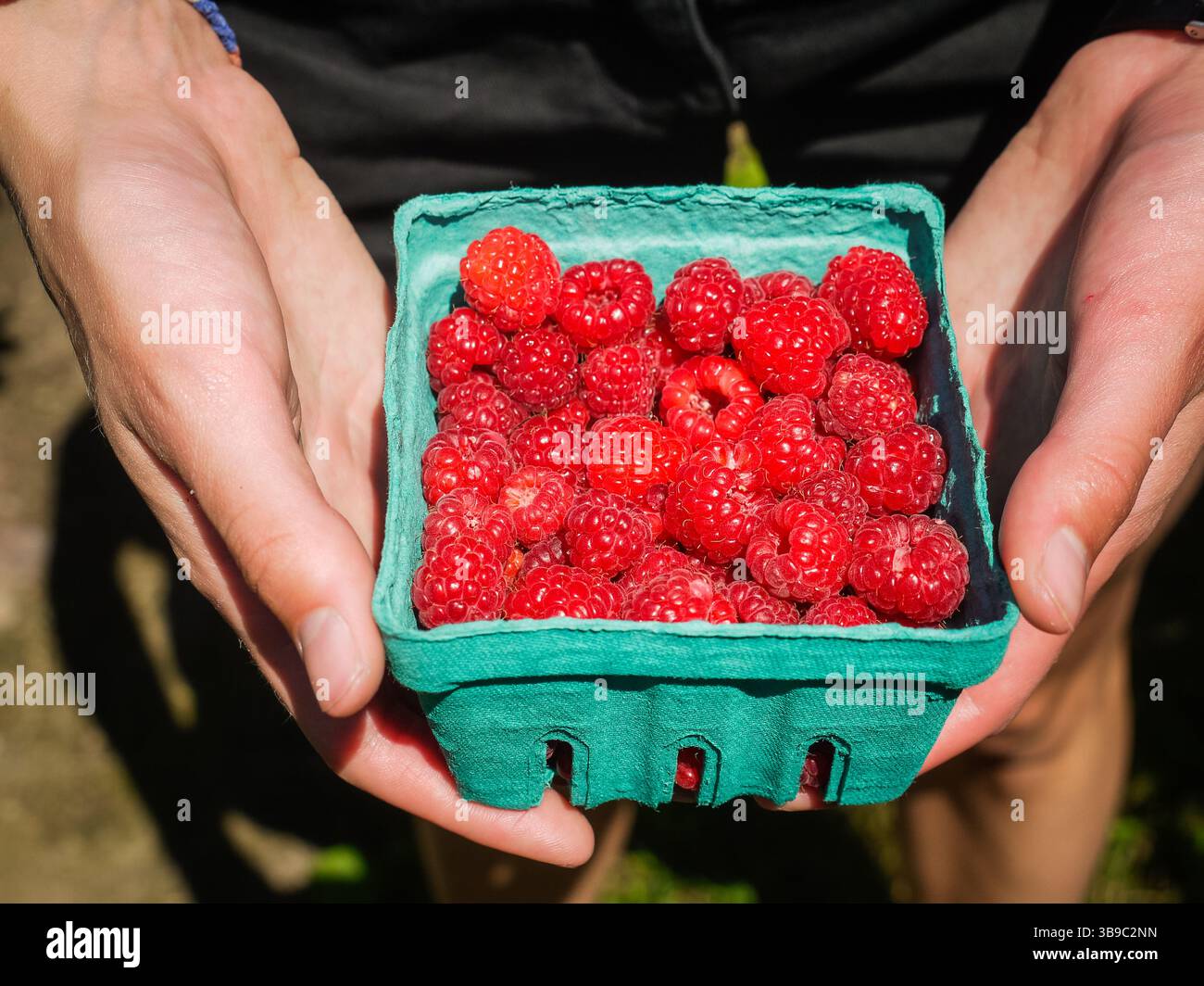 Mani che tengono in mano un contenitore di lamponi appena raccolti Foto Stock