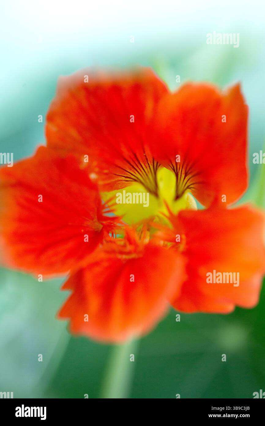 Fiori di Nasturzio arancione brillante in fiore Foto Stock Fiori di Nasturzio arancione brillante in fiore Foto Stock