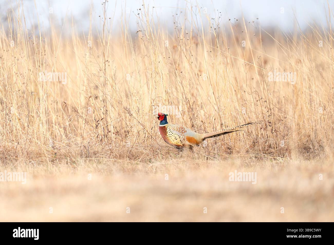 Maschio fagiano che cammina tra l'erba alta nel campo naturale Habita Foto Stock