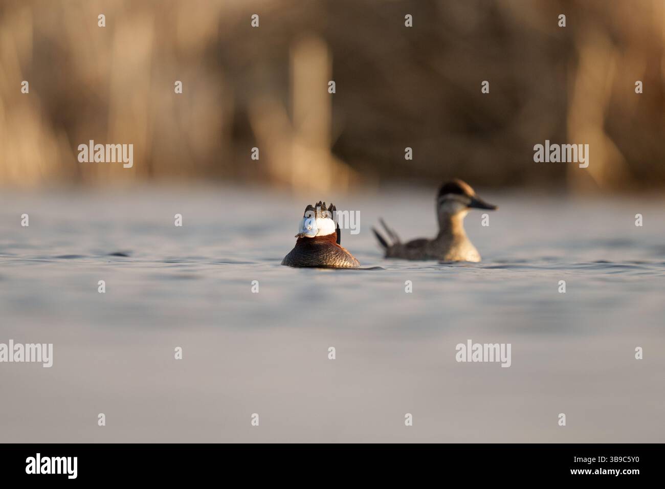 I Ruddy Ducks nuotano in un tranquillo habitat delle paludi durante il Golden Hou Foto Stock