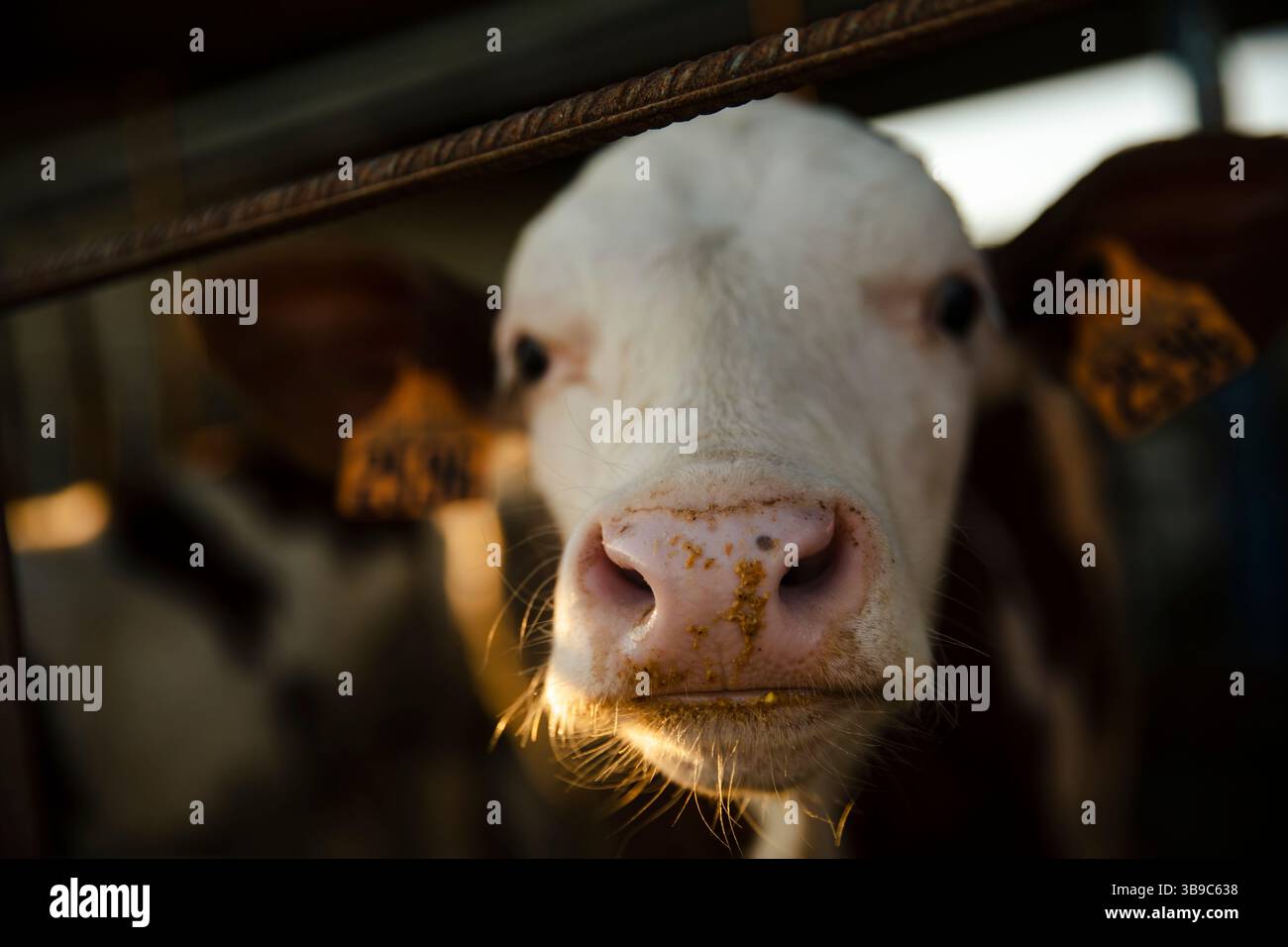 Primo piano di vitello curioso con etichette auricolari Foto Stock