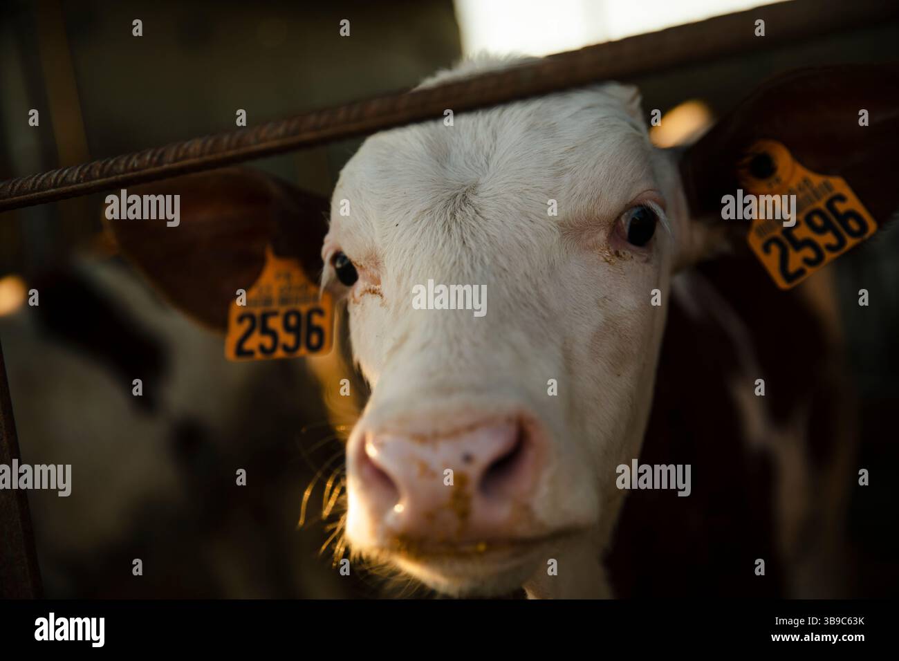 Primo piano di vitello curioso con etichette auricolari Foto Stock