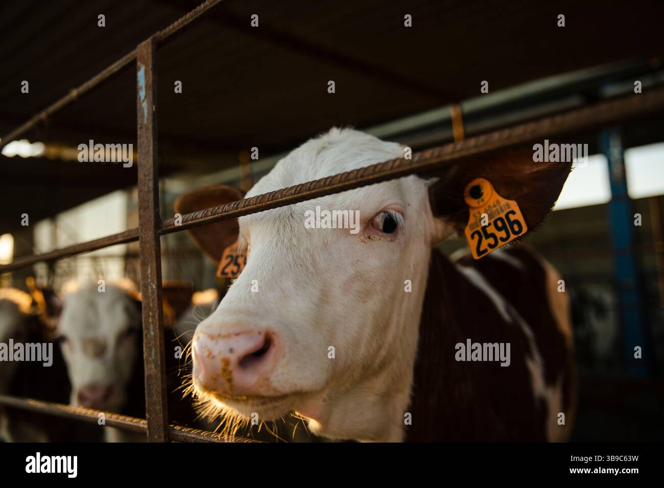 Giovane polpaccio in penna che guarda attraverso la recinzione Foto Stock