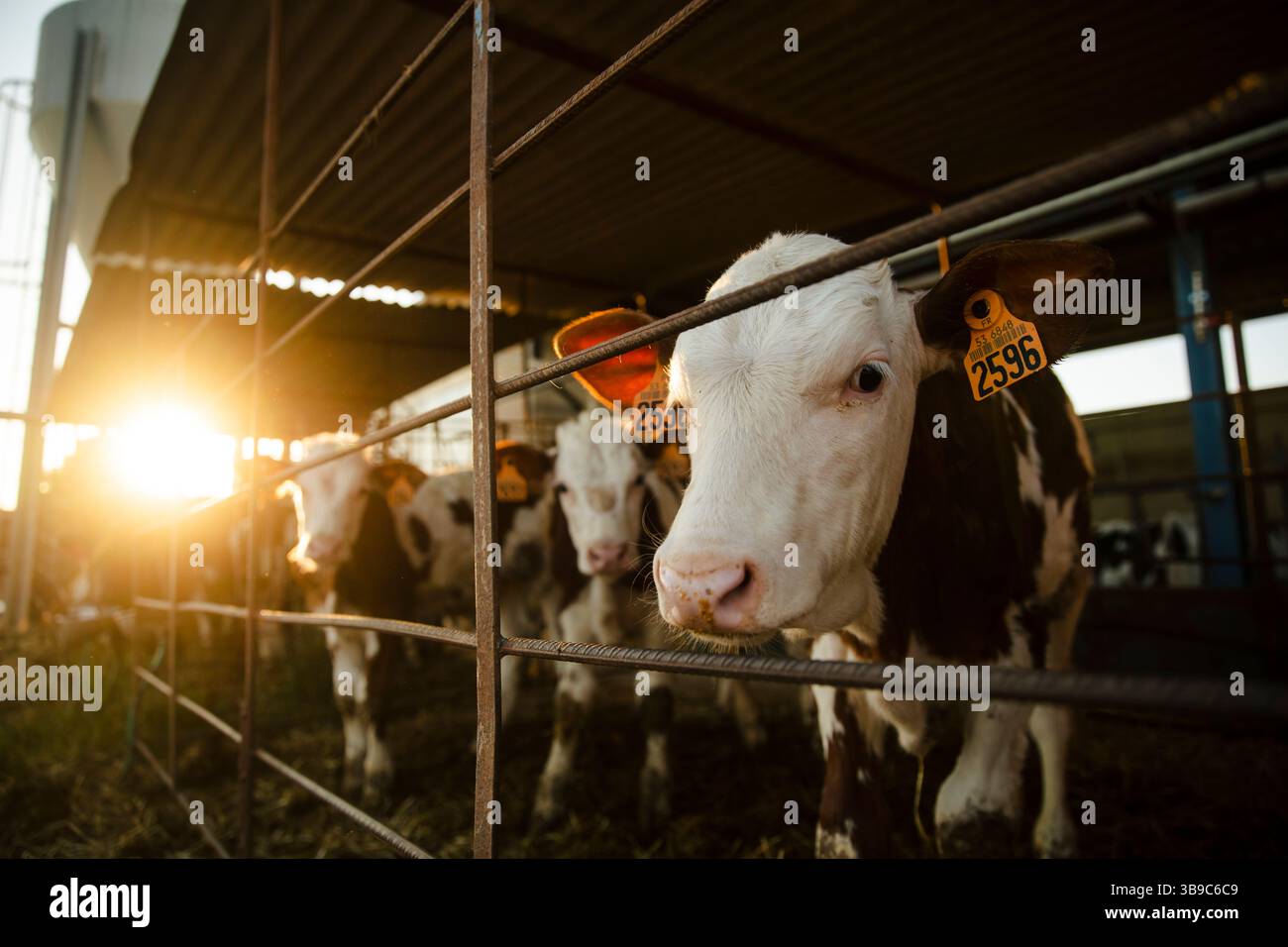 Vitello dietro il recinto all'alba sulla fattoria Foto Stock