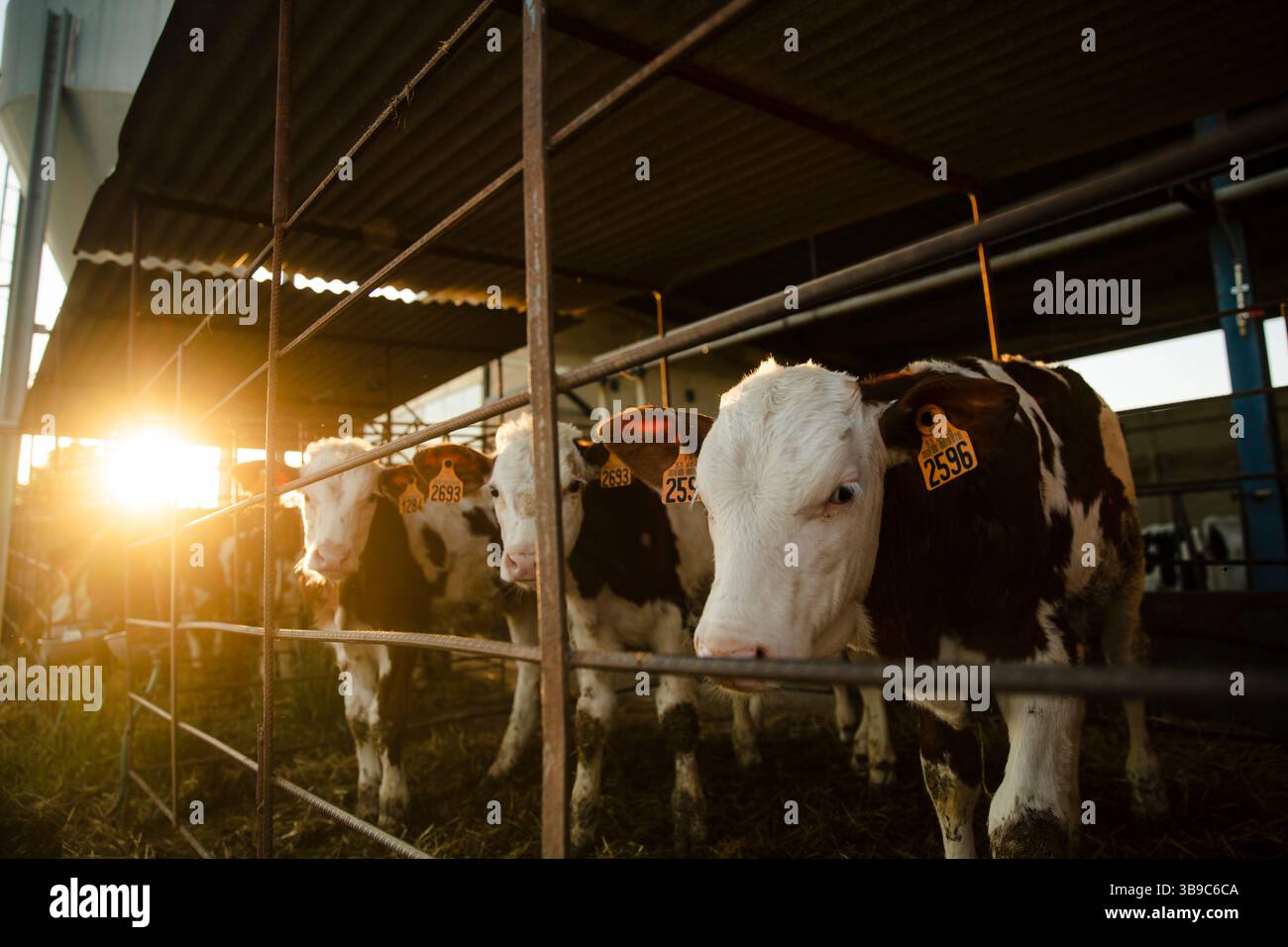 Vitelli dietro il recinto all'alba sulla fattoria Foto Stock