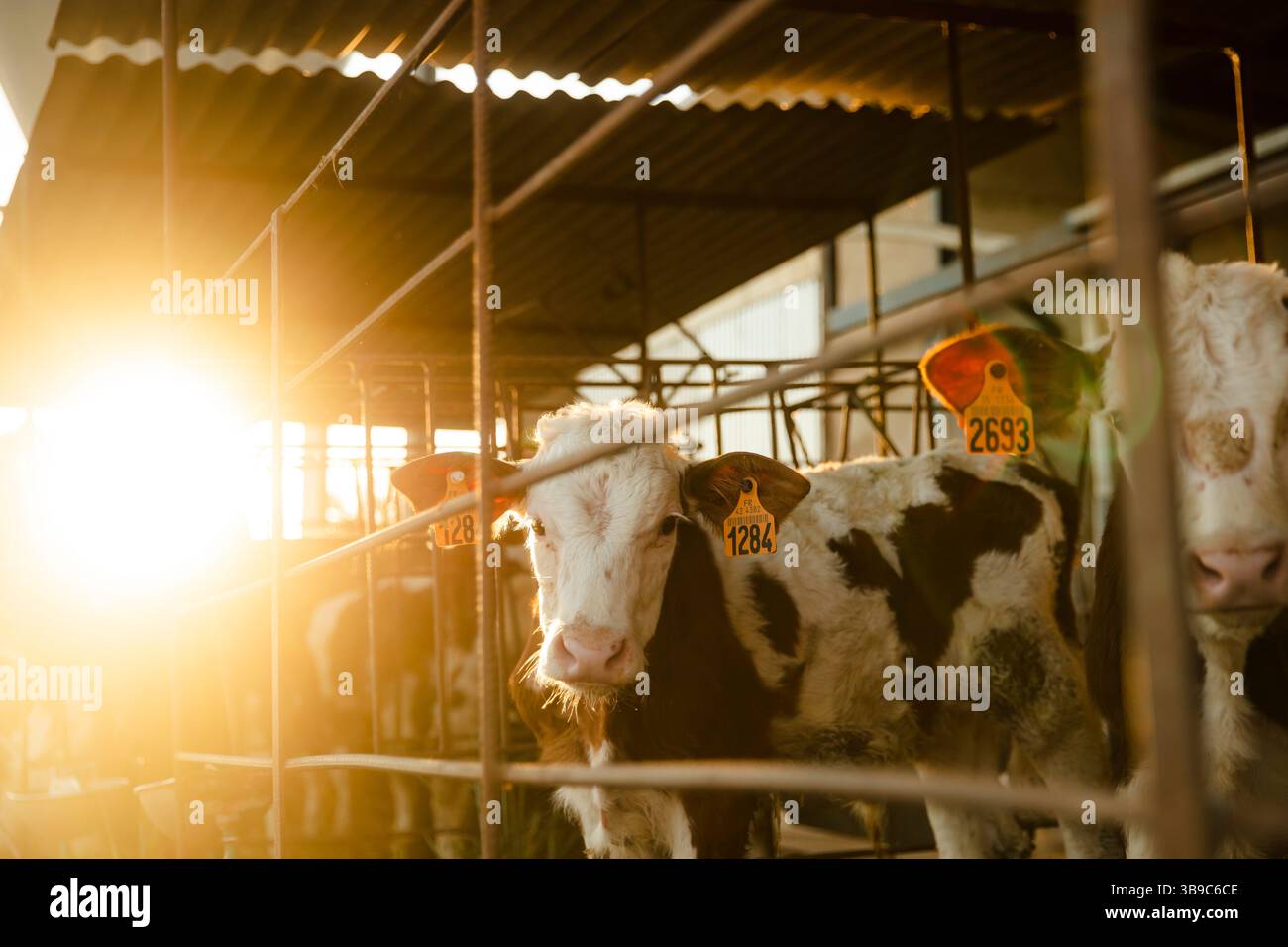 Vitello dietro il recinto all'alba sulla fattoria Foto Stock