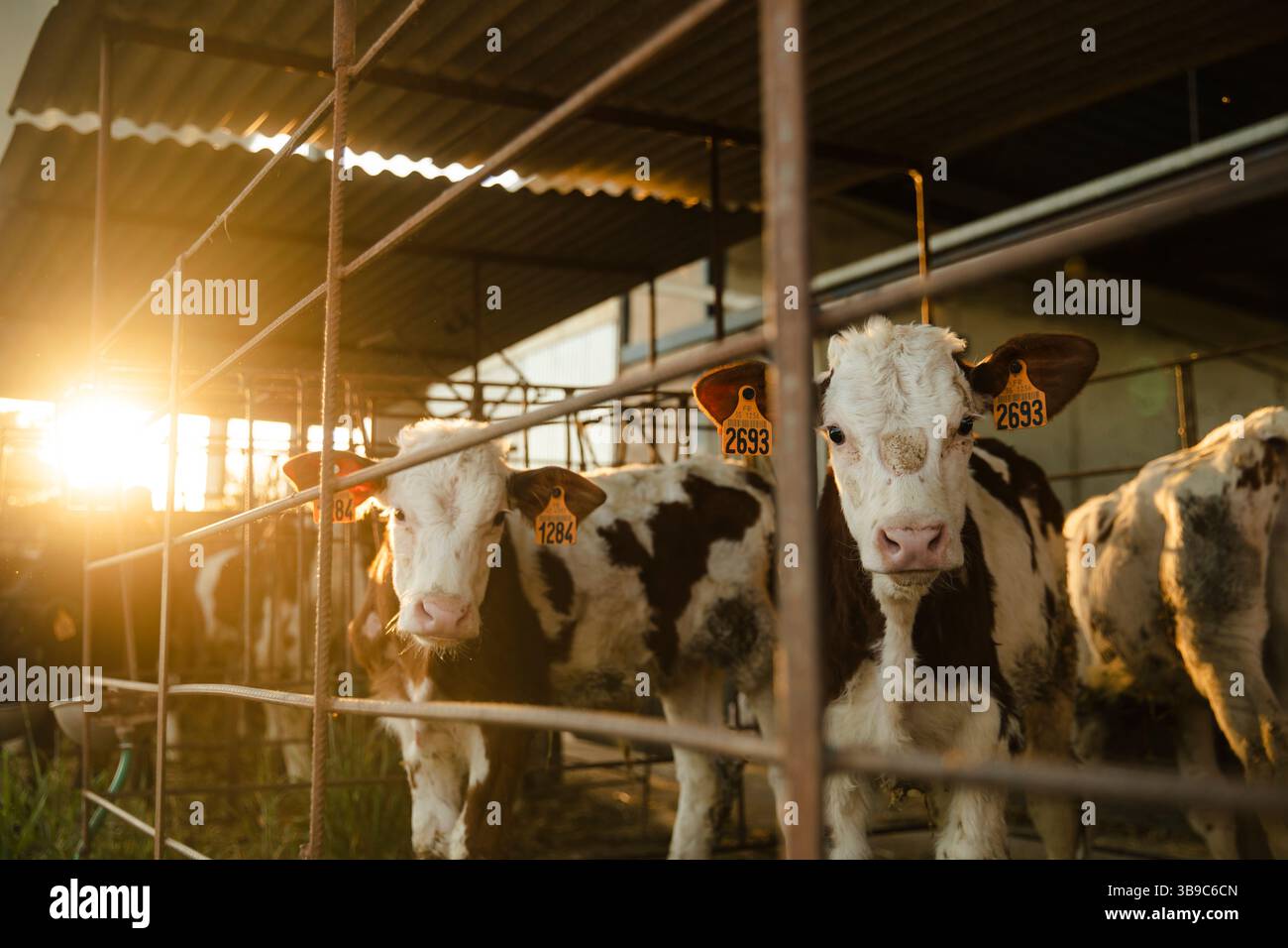 Vitelli dietro il recinto all'alba sulla fattoria Foto Stock