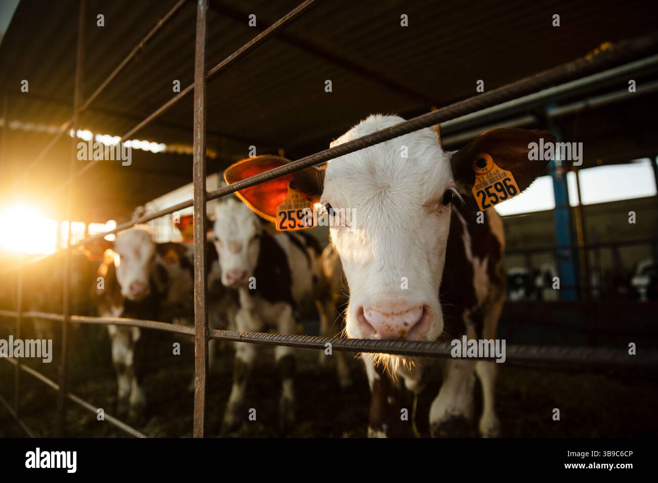 Vitello contrassegnato guardando attraverso il recinto all'alba Foto Stock