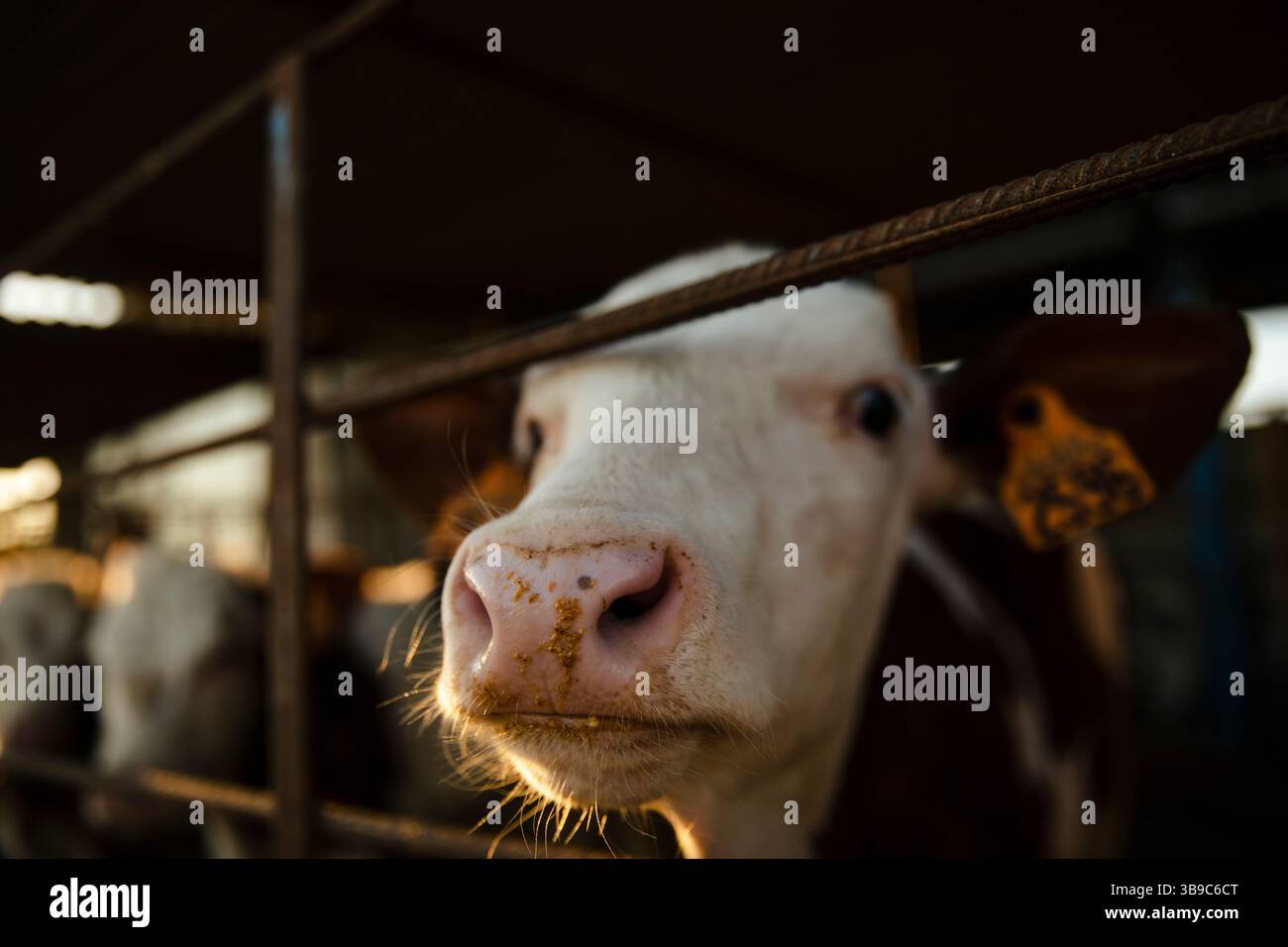 Giovane polpaccio in penna che guarda attraverso la recinzione Foto Stock