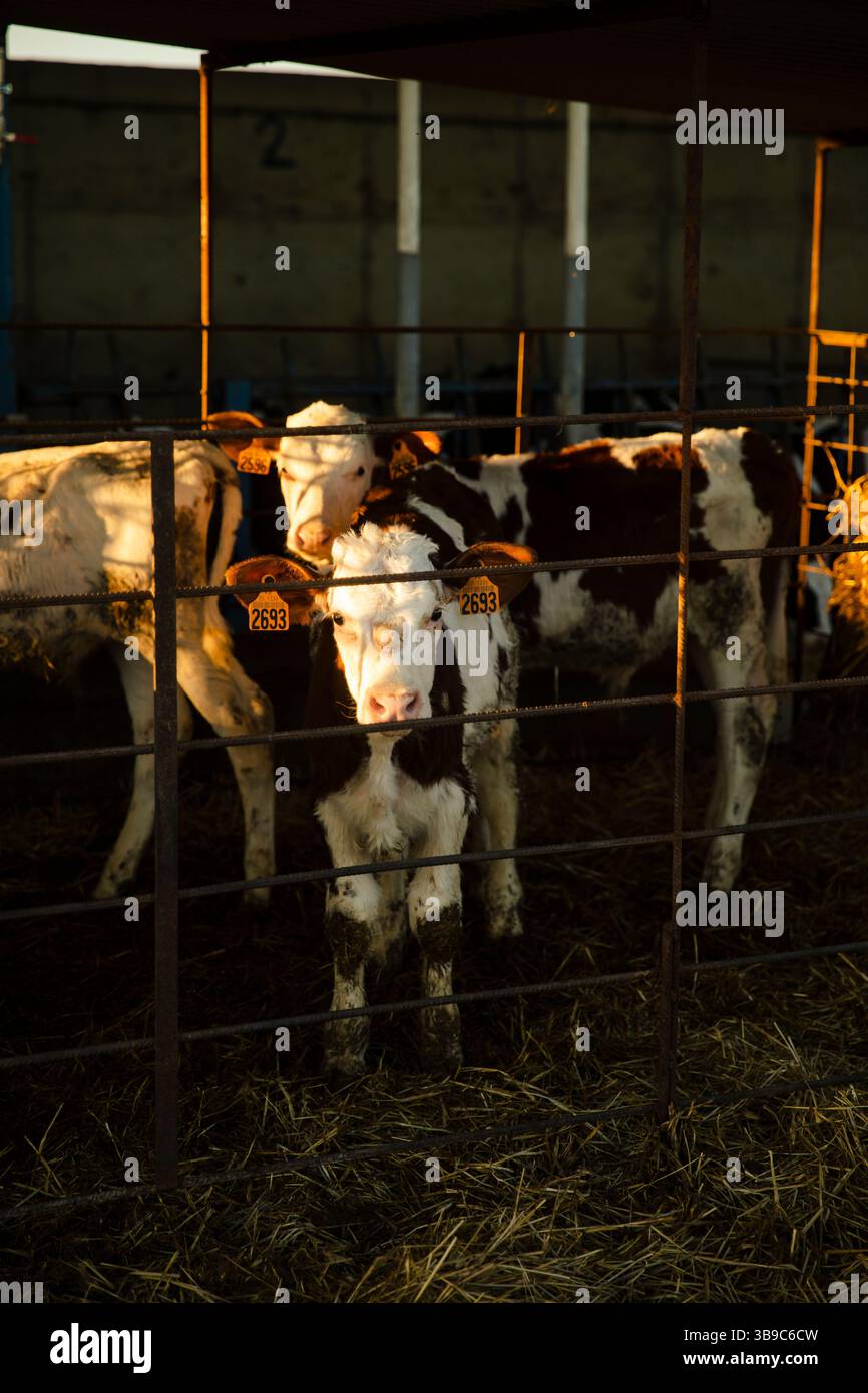 Vitello in piedi nella penna al tramonto sulla fattoria Foto Stock