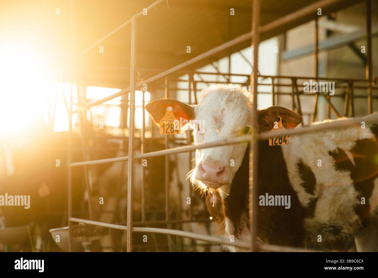 Vitello dietro il recinto all'alba sulla fattoria Foto Stock