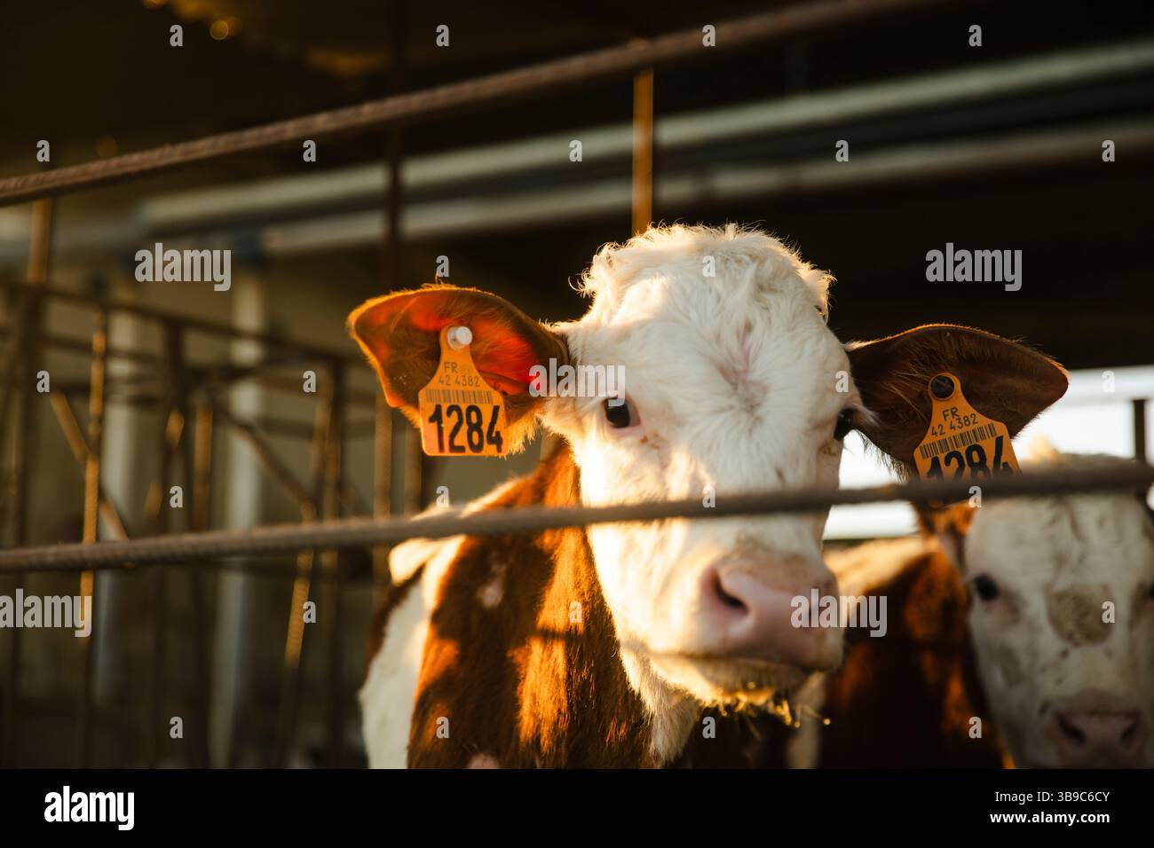 Vitello dietro il recinto all'alba sulla fattoria Foto Stock