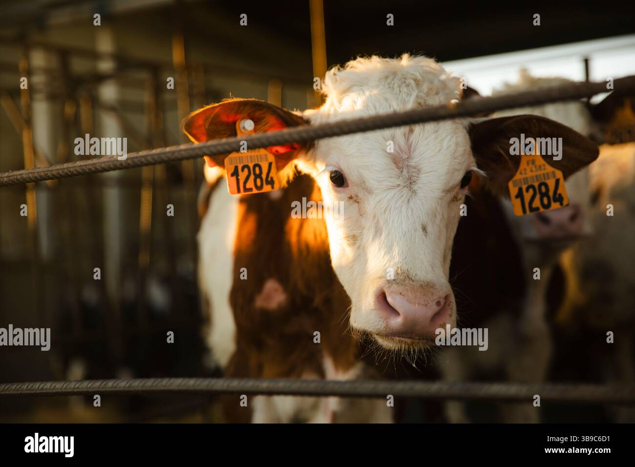 Vitello dietro il recinto all'alba sulla fattoria Foto Stock