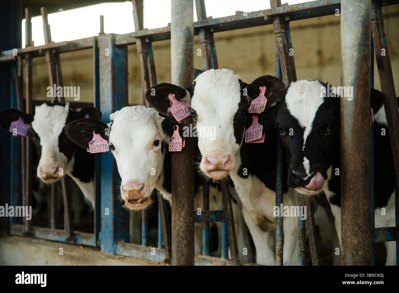 Vitelli da latte con etichette auricolari nelle stalle per l'alimentazione Foto Stock