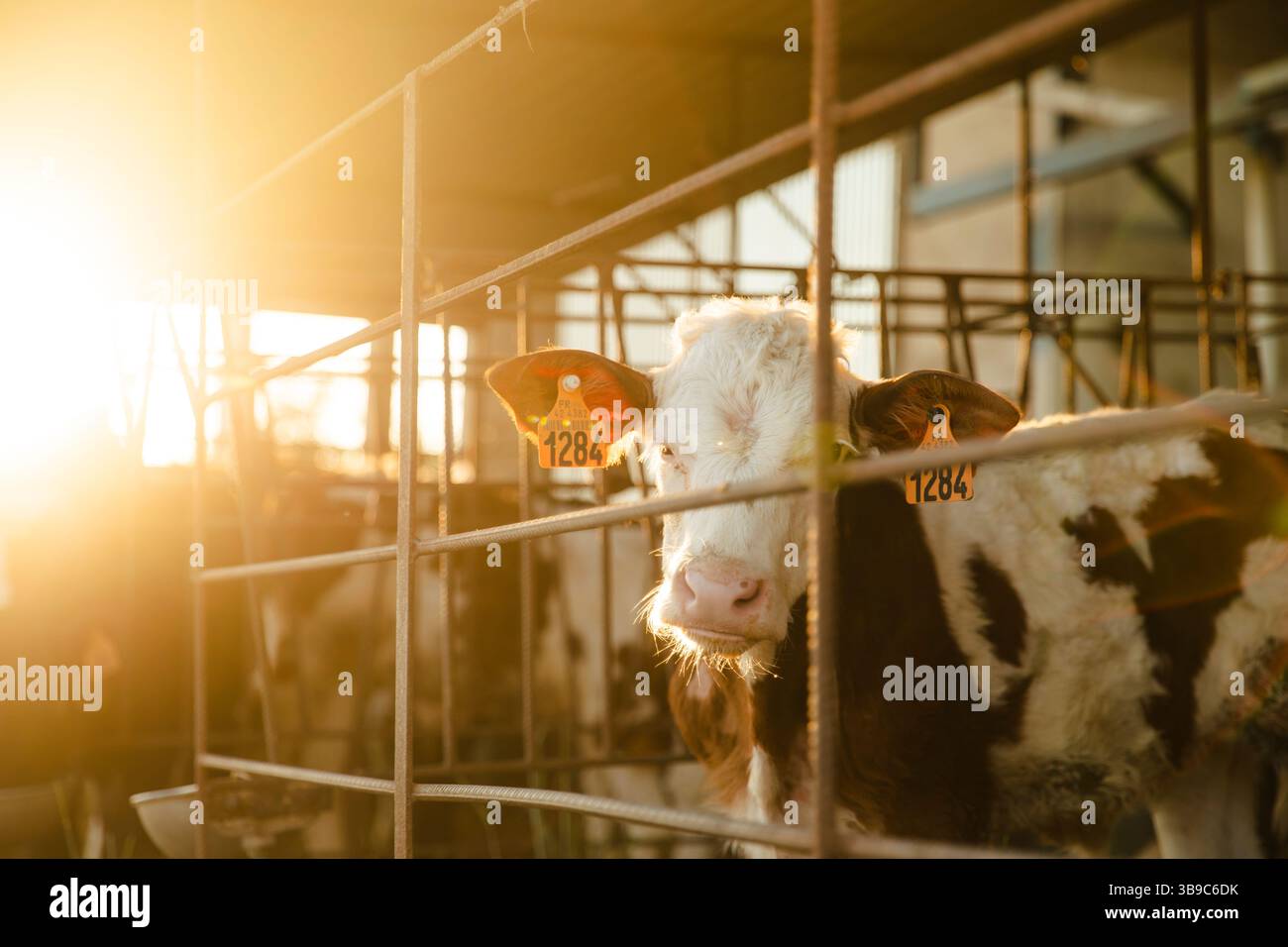 Vitello dietro il recinto all'alba sulla fattoria Foto Stock