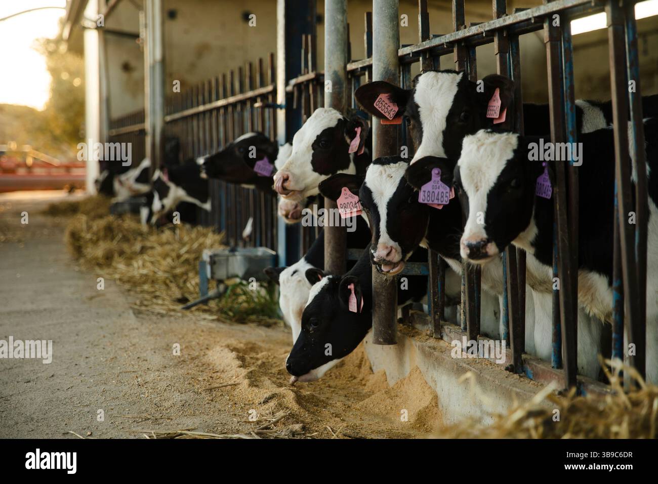 Vitelli che mangiano da mangiare in Barn Row presso Farm Foto Stock