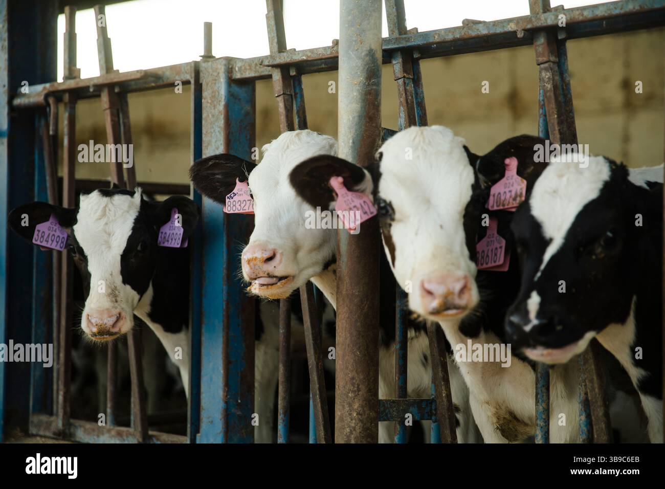 Vitelli da latte con etichette auricolari nelle stalle per l'alimentazione Foto Stock