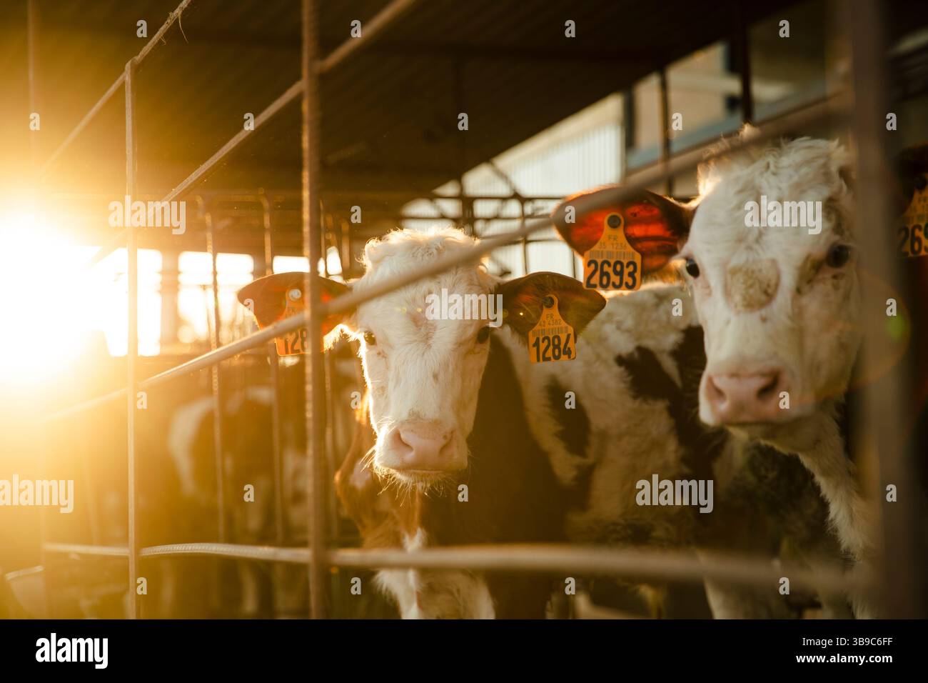 Vitelli dietro il recinto all'alba sulla fattoria Foto Stock