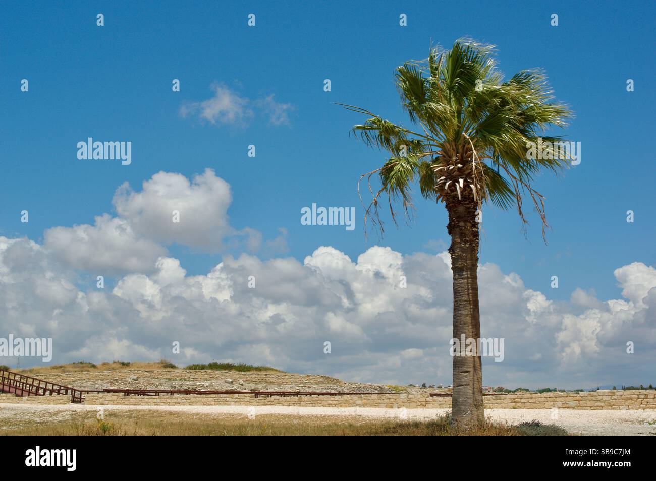 Un singolo albero di palma si erge in modo prominente sotto un cielo blu vibrante con soffici nuvole bianche, evocando sensazioni di serenità, calore tropicale e semplicità Foto Stock
