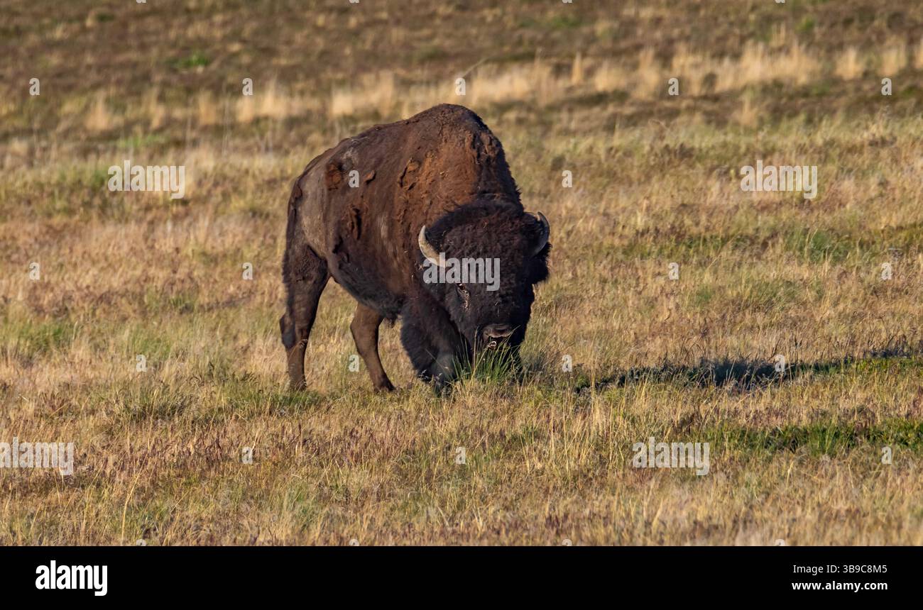 Un bisonte americano pascolava sull'erba dell'Antelope Island State Park, Davis County, Utah, USA. Foto Stock Un bisonte americano pascolava sull'erba dell'Antelope Island State Park, Davis County, Utah, USA. Foto Stock