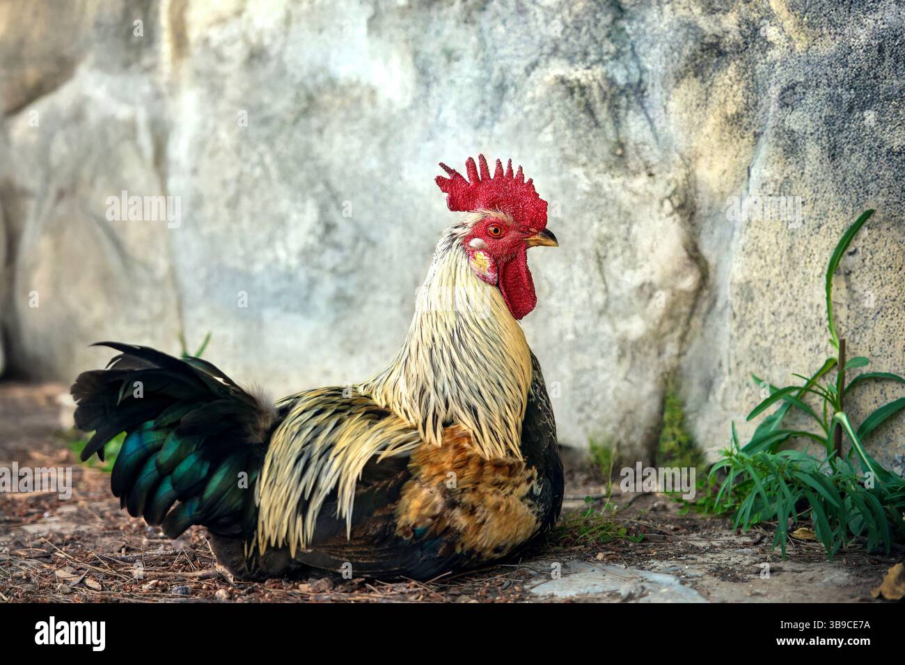 Un gallo con piumaggio dai colori vivaci si trova vicino a un muro di pietra. Messa a fuoco precisa sugli occhi dell'uccello, sfondo sfocato. Foto Stock