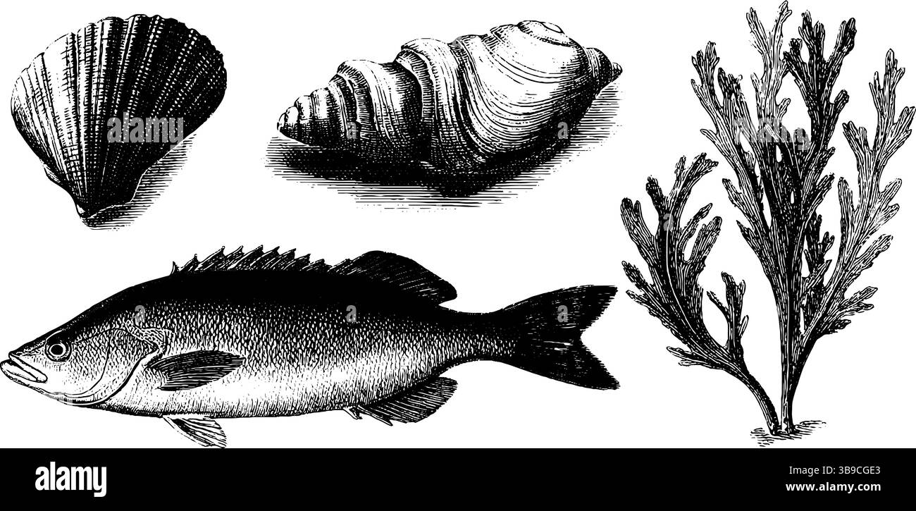 Illustrazione di vita marina incisa con galli, cervi, conchiglie e pesci. Illustrazione Vettoriale