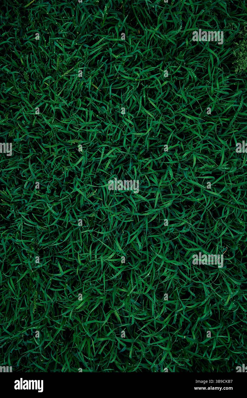 Erba con gocce d'acqua. Sfondo verde di erba. Foto Stock