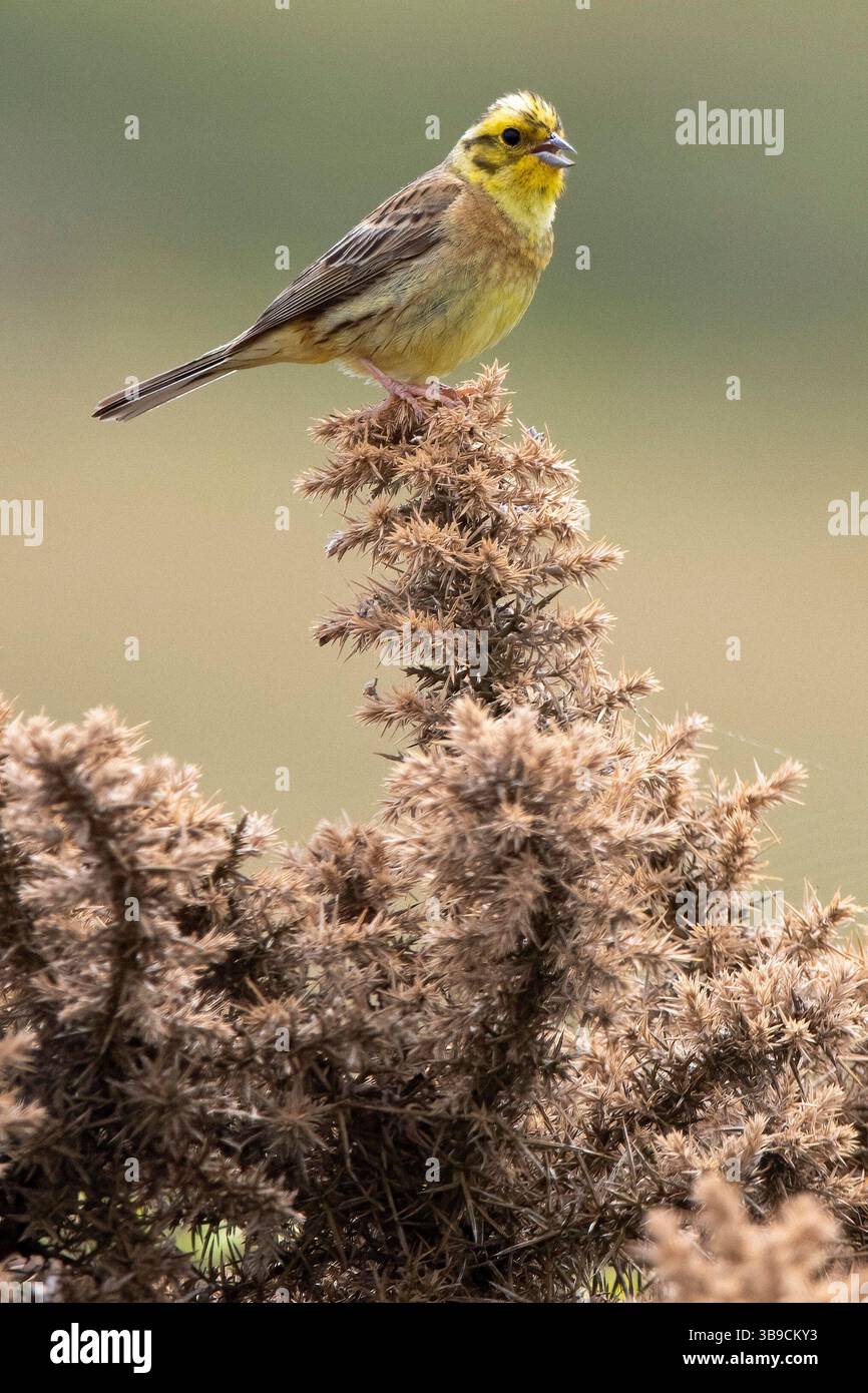 Yellowhammer seduto in cima al cespuglio di gorse Foto Stock