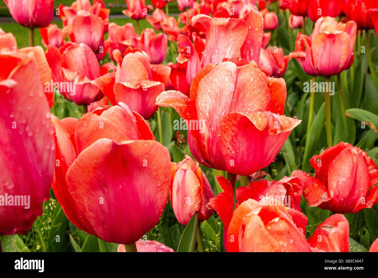 Tulipani che crescono in primavera Foto Stock