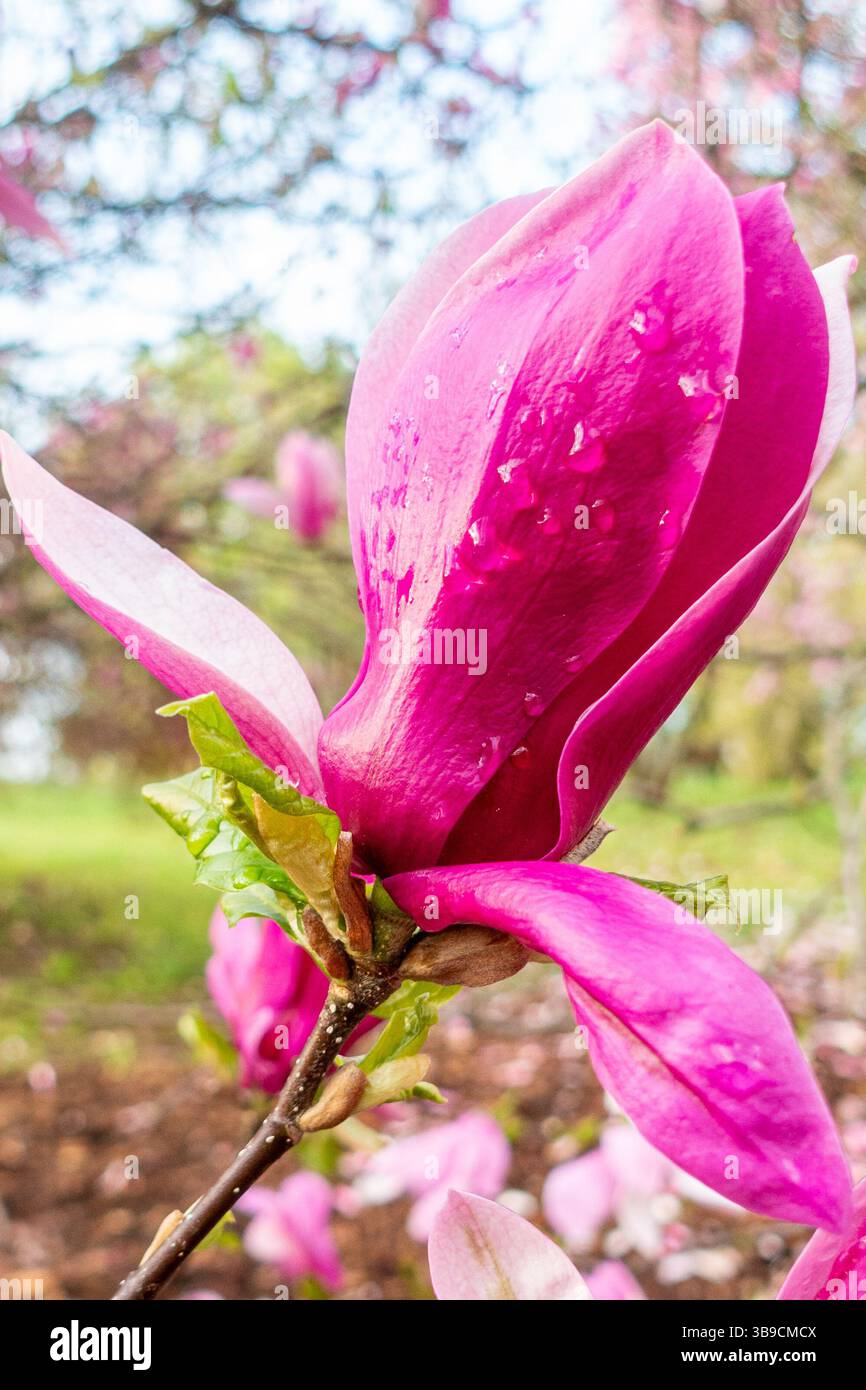 Magnolie che fiorisce in primavera Foto Stock