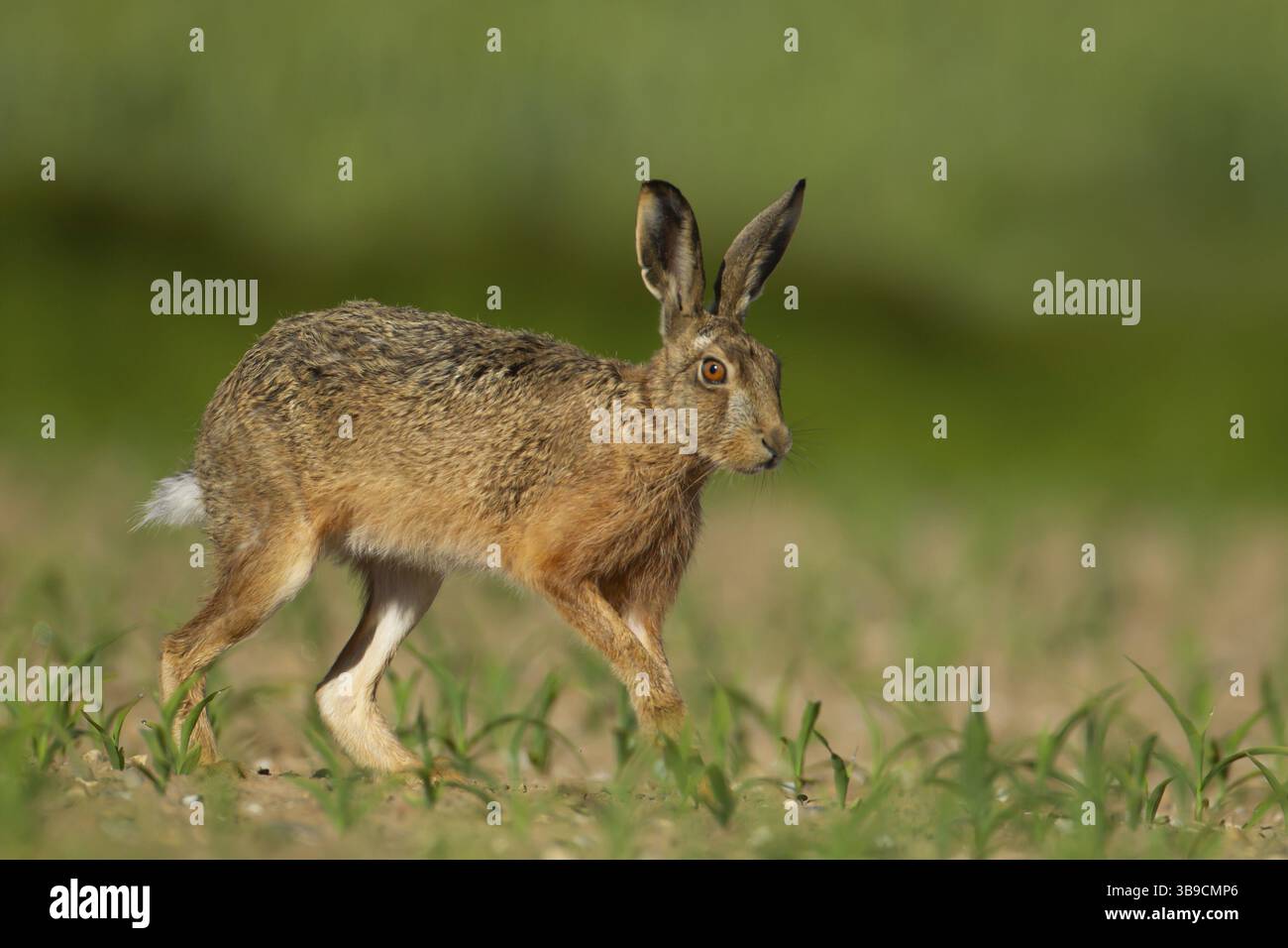 Lepre bruna europea (Lepus europaeus) animali adulti che corrono in un campo di mais agricolo in estate, Inghilterra, Regno Unito, Europa Foto Stock