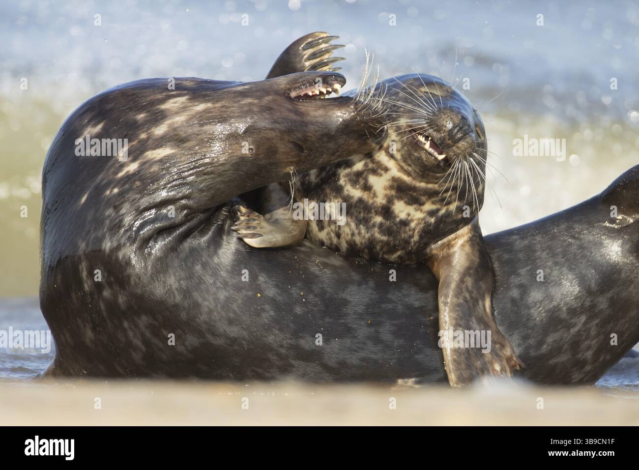 Foca grigia (Halichoerus grypus) due animali adulti innamorati che corteggiano su una spiaggia, Inghilterra, Regno Unito, Europa Foto Stock