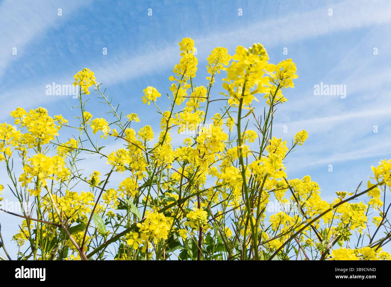 Fiori gialli contro un cielo estivo azzurro, semi di colza, Brassica napus, della famiglia delle Brassicaceae, Foto Stock