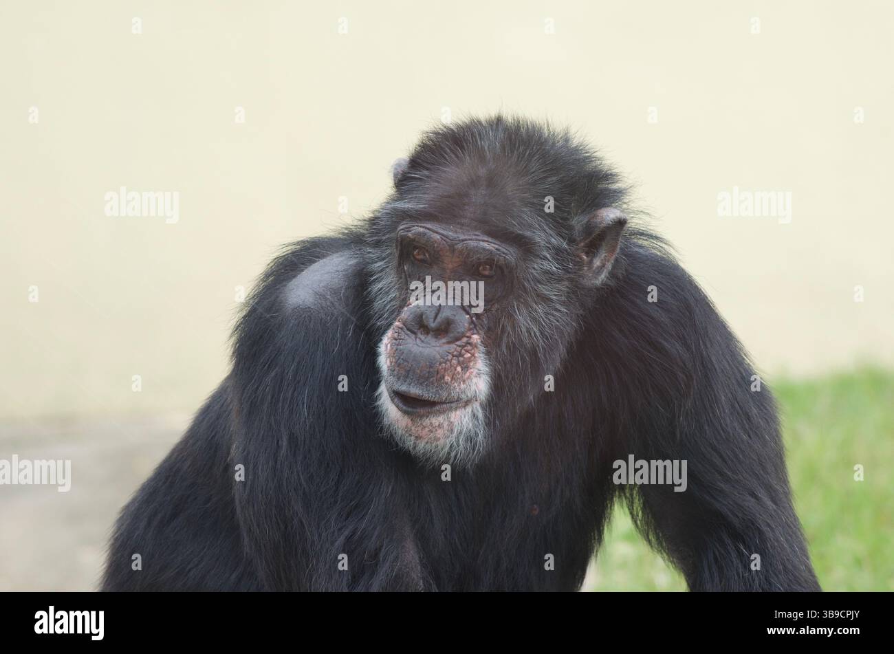 Immagine ravvicinata di uno scimpanzé adulto con pelliccia nera e tratti facciali espressivi, catturata in un ambiente calmo e naturale. Foto Stock